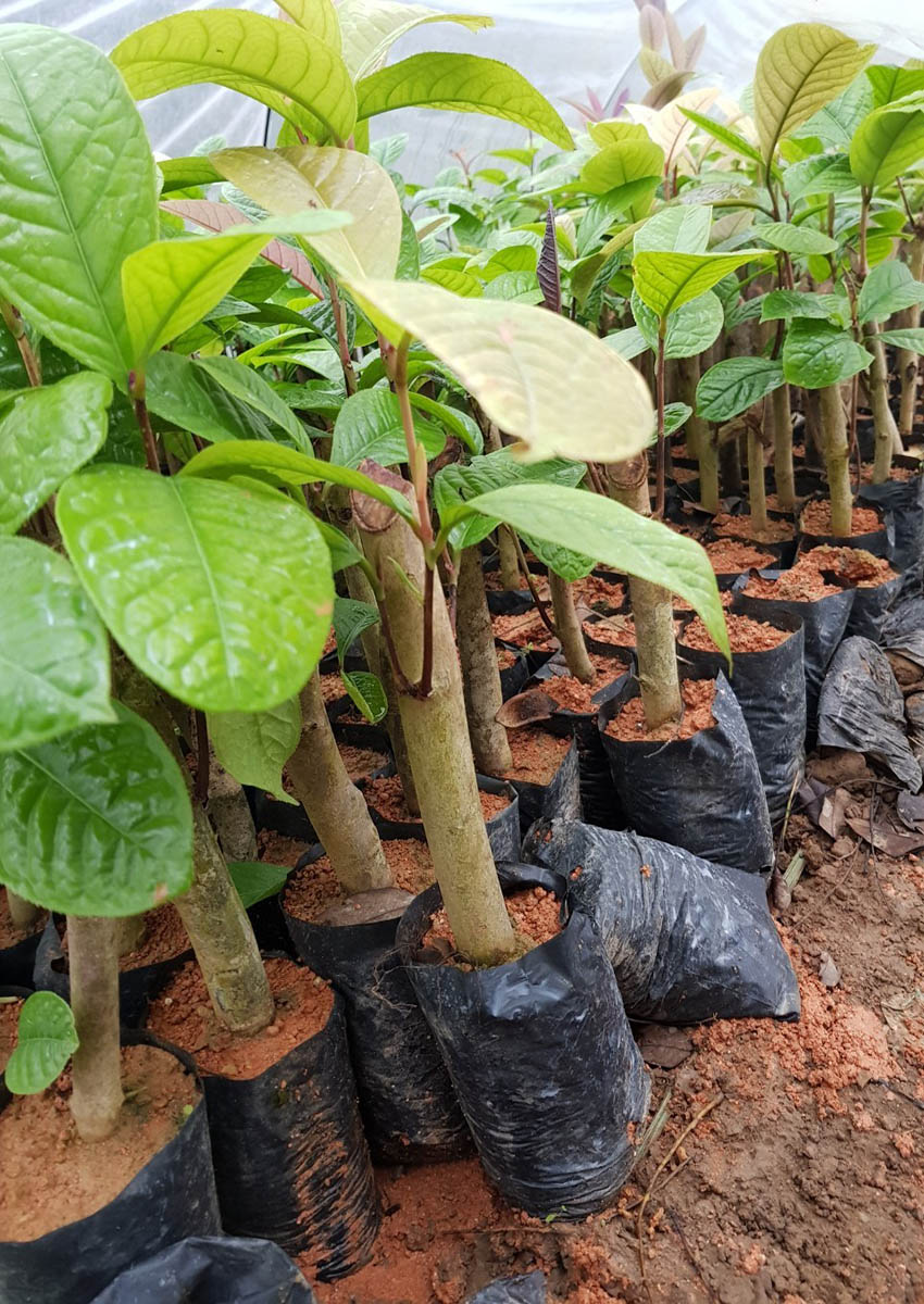 dam-hom-cay-tra-hoa-vang