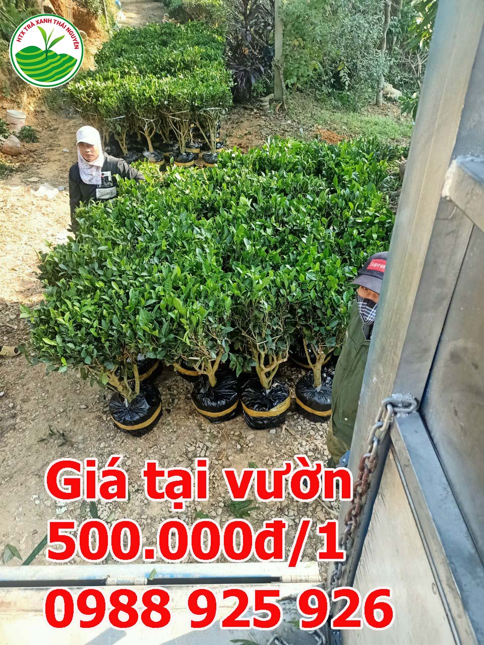 gia-cay-che-co-cay-che-canh-cay-che-xanh_1