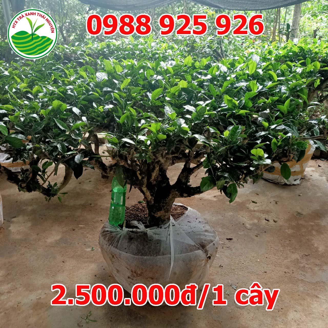 gia-cay-che-co-cay-che-canh-cay-che-xanh_12