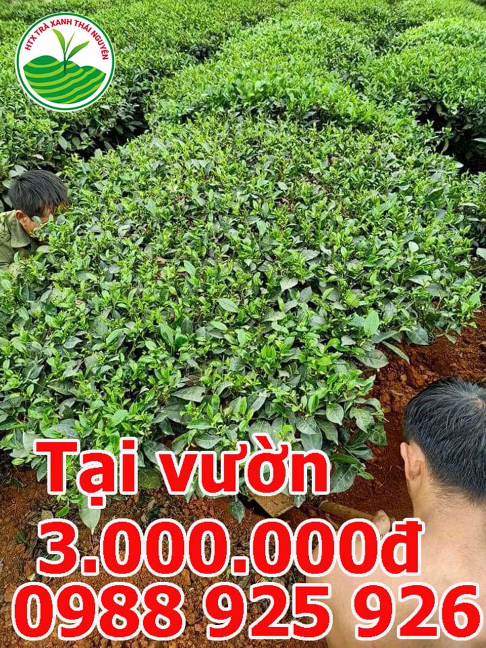 gia-cay-che-co-cay-che-canh-cay-che-xanh_14