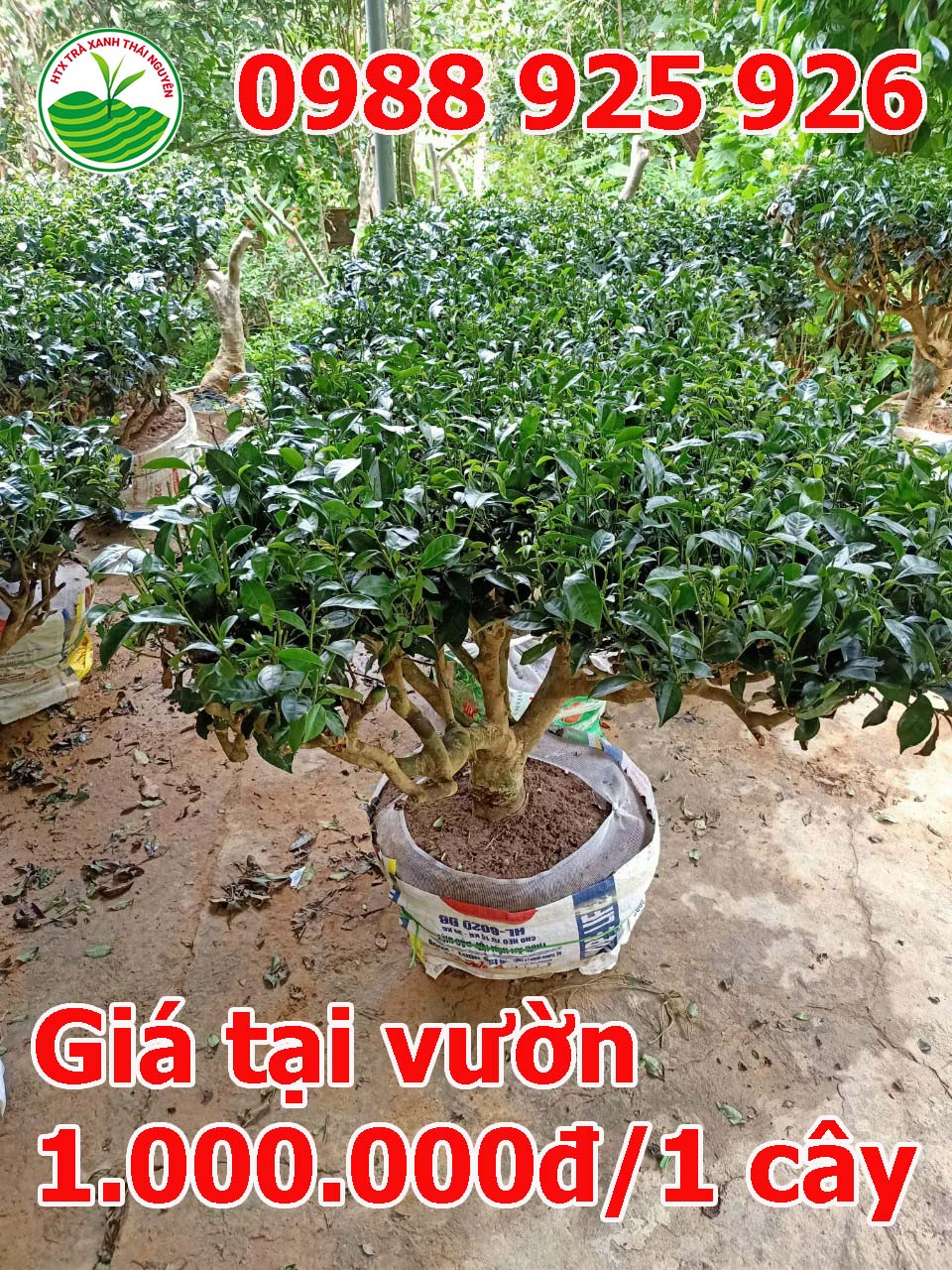 gia-cay-che-co-cay-che-canh-cay-che-xanh_3