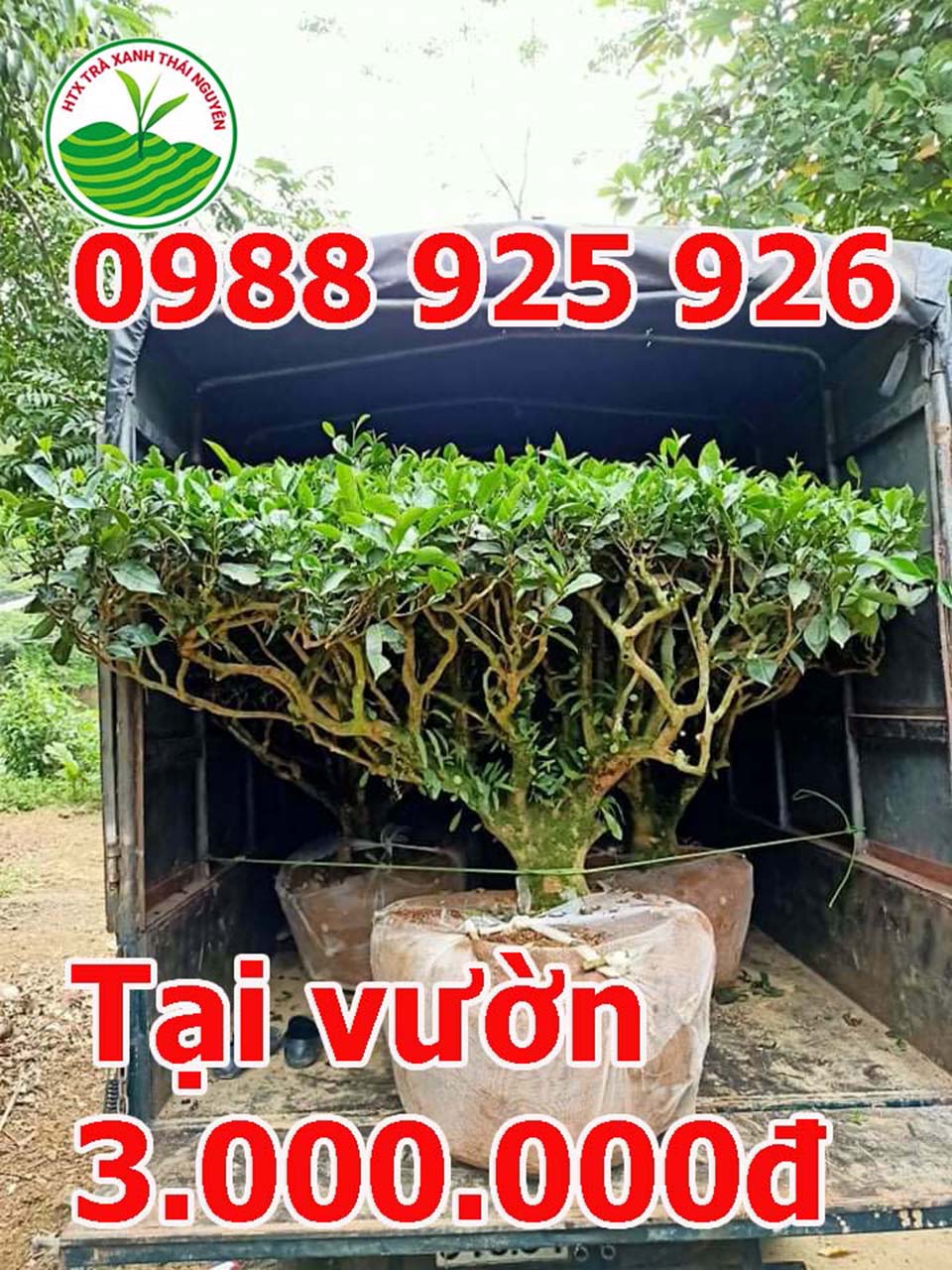 gia-cay-che-co-cay-che-canh-cay-che-xanh_33