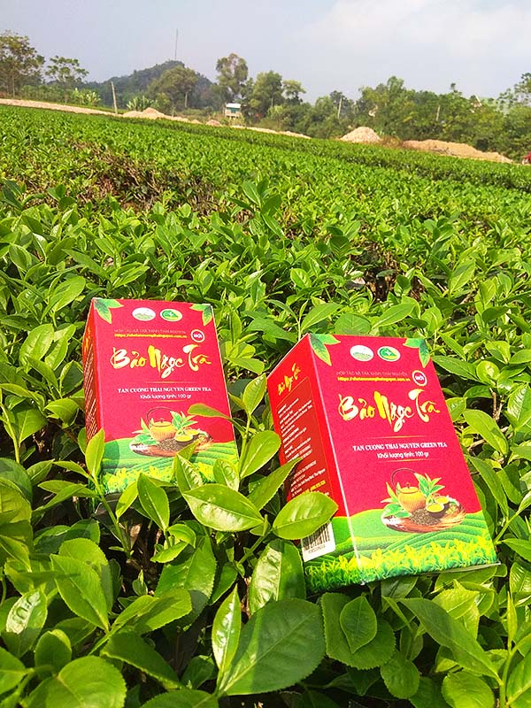 hop_bao_ngoc_tra_100gr