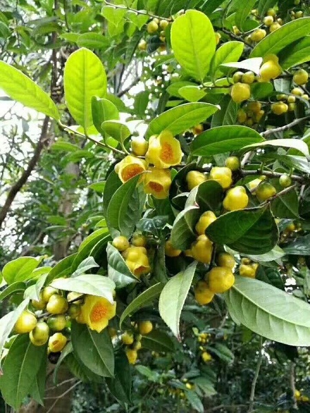 tra-hoa-vang-ba-che-quang-ninh-say-lanh-gia-re-4