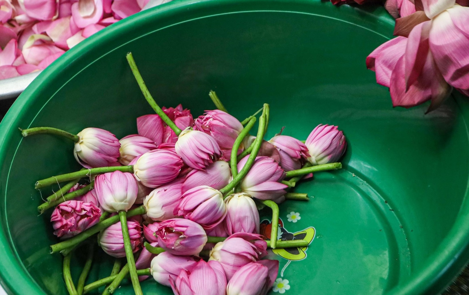 tra-sen-ho-tay-tra-sen-bach-diep-tra-hoa-sen_6