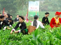 Chè Thái Nguyên đang chiếm lĩnh nhiều thị trường quốc tế