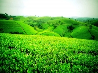 Tái cơ cấu ngành Nông nghiệp theo hướng phát triển bền vững