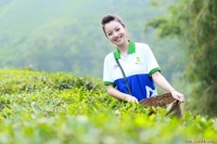 Quảng bá, khai thác nhãn hiệu chè Thái Nguyên phát triển