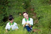 Chè Thái Nguyên chất lượng cao tiếp cận thị trường