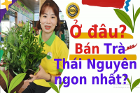 Bắt kịp? Phân biệt Chè Tân Cương Thái Nguyên 500g thật giả