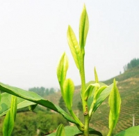 Mầm của cây chè Thái Nguyên