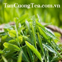 Búp chè Thái Nguyên xanh mơn mởn