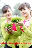 Lá chè Thái Nguyên như thế nào?