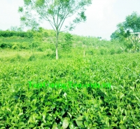 Mời bạn ghé thăm đồi chè Tân Cương của HTX TRÀ XANH THÁI NGUYÊN